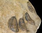Plate Of Nine Sokhretia? Trilobites - Erfoud, Morocco #130412-4